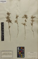 Filed as Borreria radiata DC. [family RUBIACEAE]