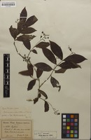 Isotype of Bertiera procumbens K.Schum. & K.Krause [family RUBIACEAE]
