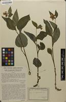 Isotype of Symphytum x ullepitschii Wettst. [family BORAGINACEAE]