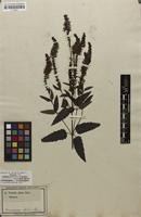 Isotype of Veronica glabra Ehrh. ex Schrad. [family SCROPHULARIACEAE]
