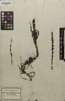 Filed as Striga gesnerioides (Willd.) Vatke [family SCROPHULARIACEAE]