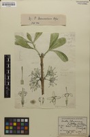 Filed as Pavetta schumanniana F.Hoffm. ex K.Schum. [family RUBIACEAE]