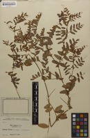 Type of Vicia amoena f. parviloba Freyn [family FABACEAE]