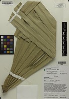 Filed as Borassus aethiopum Mart. [family ARECACEAE]