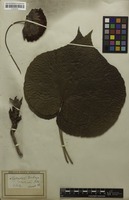 Filed as Dombeya wallichii (Lindl.) K.Schum. [family STERCULIACEAE]