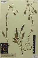Isosyntype of Hieracium subspeciosum Prantl [family ASTERACEAE]