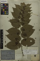 Lectotype of Helicteres bracteosa Mart. [family STERCULIACEAE]