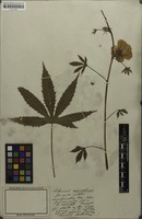 Filed as Hibiscus cannabinus L. [family MALVACEAE]