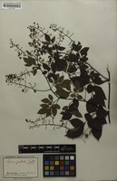 Syntype of Serjania paleata Radlk. [family SAPINDACEAE]