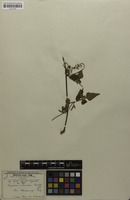 Isosyntype of Serjania orbicularis Radlk. [family SAPINDACEAE]