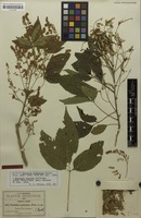 Isotype of Thouinia acuminata Radlk. [family SAPINDACEAE]