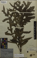 Holotype of Touroulia pteridophylla Radlk. [family QUIINACEAE]