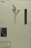 Filed as Spiraea hypericifolia subsp. hypericifolia L. [family ROSACEAE]