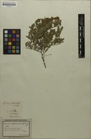 Original material of Spiraea pikoviensis Besser [family ROSACEAE]