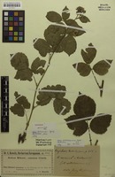 Lectotype of Rubus dollnensis Sprib. [family ROSACEAE]