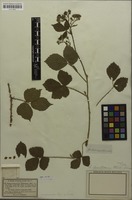 Filed as Rubus adenoleucus Chaboiss. [family ROSACEAE]