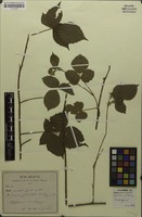 Lectotype of Rubus pseudopsis Gremli ex Focke [family ROSACEAE]