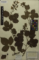 Original material of Rubus plicatus Weihe & Nees [family ROSACEAE]