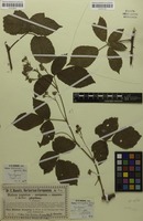 Filed as Rubus dollnensis Sprib. [family ROSACEAE]