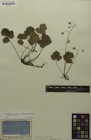 Filed as Waldsteinia ternata (Stephan) Fritsch [family ROSACEAE]