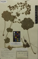 Isotype of Alchemilla acutiloba subsp. catillaris Buser [family ROSACEAE]