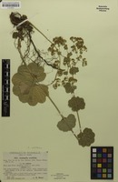 Isotype of Alchemilla acutiloba f. altissima Buser [family ROSACEAE]