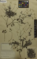 Filed as Enterolobium contortisiliquum (Vell.) Morong [family MIMOSACEAE]