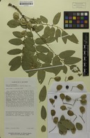 Isoparatype of Ateleia martinezii J.Linares [family FABACEAE]