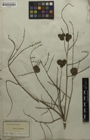 Syntype of Porocystis toulicioides Radlk. [family SAPINDACEAE]