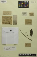 Isotype of Talisia setigera Radlk. [family SAPINDACEAE]