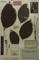 Holotype of Guioa hospita Radlk. [family SAPINDACEAE]