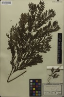 Original material of Tripterodendron filicifolium Radlk. [family SAPINDACEAE]