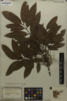 Isosyntype of Cupania spruceana Benth. [family SAPINDACEAE]