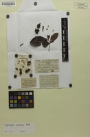 Isotype of Cupaniopsis psilocarpa Radlk. [family SAPINDACEAE]