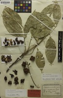 Isolectotype of Rhysotoechia acuminata Radlk. [family SAPINDACEAE]