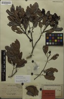 Lectotype of Arytera arcuata Radlk. [family SAPINDACEAE]