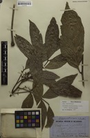 Original material? of Cupania erythrocarpa F.Muell. [family SAPINDACEAE]