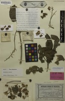 Holotype of Harpullia divaricata Radlk. [family SAPINDACEAE]