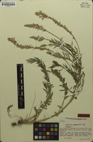 Isotype of Onobrychis sphaciotica Greuter [family FABACEAE]