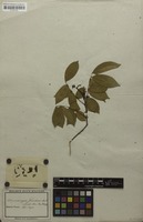 Holotype of Drepanocarpus frondosus Mart. ex Benth. [family FABACEAE]