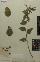 Syntype of Acalypha communis var. intermedia Müll.Arg. [family EUPHORBIACEAE]