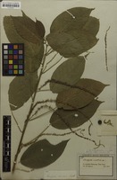 Isotype of Acalypha scandens Benth. [family EUPHORBIACEAE]