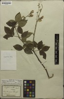 Syntype of Cratylia mollis Mart. ex Benth. [family FABACEAE]