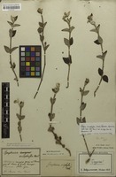 Original material of Gomphrena eriophylla Mart. [family AMARANTHACEAE]