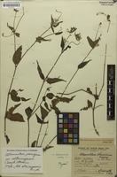 Syntype of Alternanthera altacruzensis Suess. [family AMARANTHACEAE]
