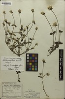 Holotype of Brandesia villosa Mart. [family AMARANTHACEAE]