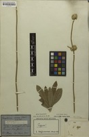 Holotype of Gomphrena incana Mart. [family AMARANTHACEAE]