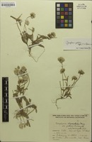 Syntype of Gomphrena oligocephala var. pallida Suess. [family AMARANTHACEAE]