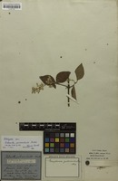 Holotype of Hebanthe pulverulenta Mart. [family AMARANTHACEAE]