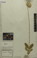 Holotype of Gomphrena sellowiana Mart. [family AMARANTHACEAE]